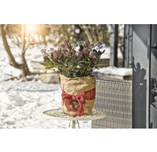 Skimmia dans un sac de jute avec un nœud sur une table dans le jardin.