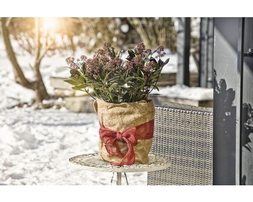 Skimmia dans un sac de jute avec un nœud sur une table dans le jardin.