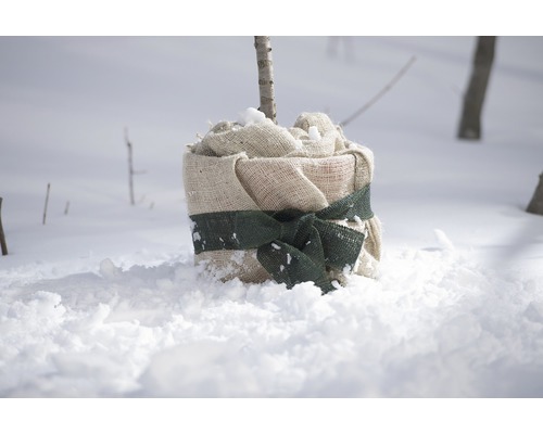 Eingepflanzter Baum mit Jute und Band im Schnee