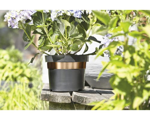 Blumentopf mit Hydrangea Pflanze auf Holzbank