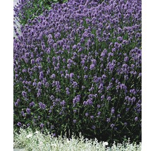 Lavendel FloraSelf Lavandula angustifolia Co 3 L-thumb-1