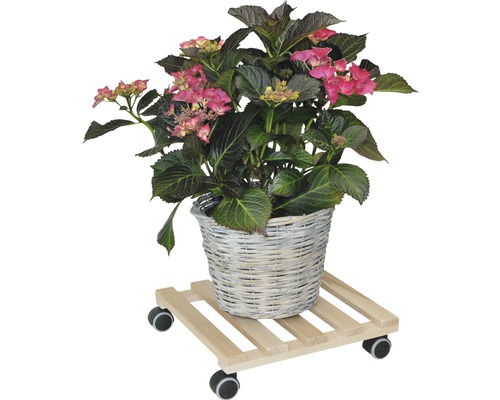 Hortensia dans un panier sur roulettes pour plantes