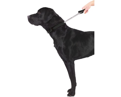 Chien noir avec collier et laisse