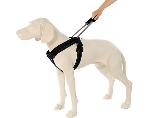 Hund mit Hundegeschirr und Leine