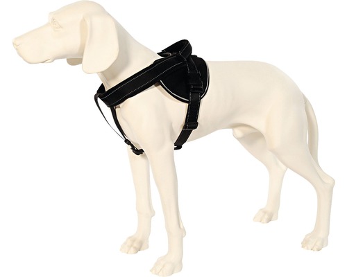 Harnais noir pour chien sur le chien