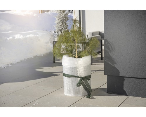 Jeune plant de pin en pot, enveloppé de film à bulles et d''un ruban sur une terrasse en hiver.