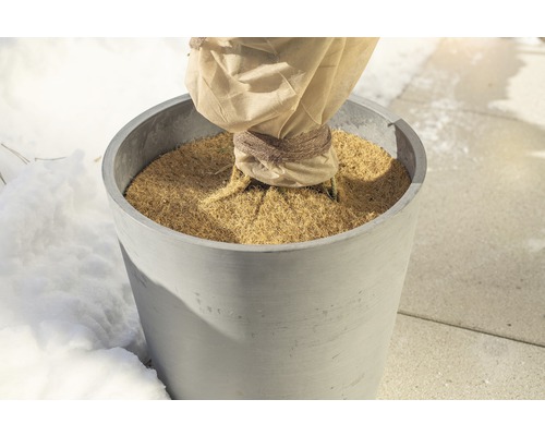 Plante en pot avec protection hivernale dans le jardin.