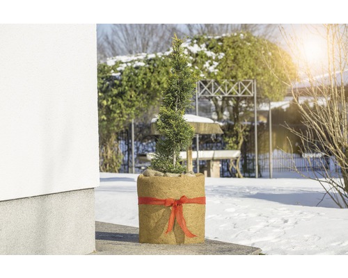 Dans le jardin se trouve un cyprès en pot avec un ruban.