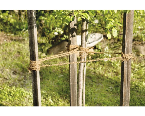 Baumstütze mit Seilbefestigung für junge Bäume im Garten.