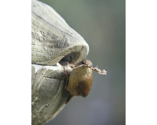 Troglodyte mignon avec du matériel de nidification près du nichoir