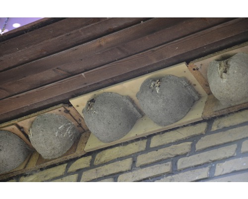 Rangées de nids d''hirondelles sous un avant-toit sur un mur de briques
