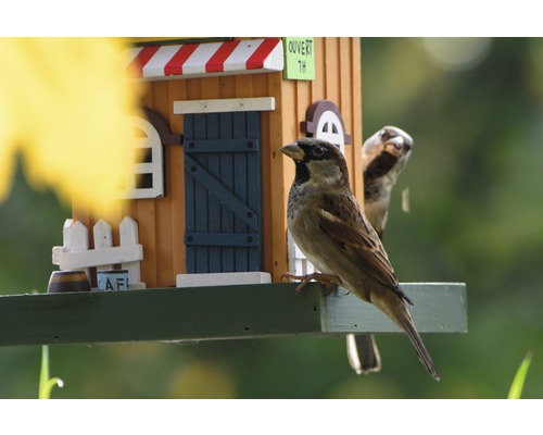 Moineau sur une maison d''oiseau décorative dans le jardin.