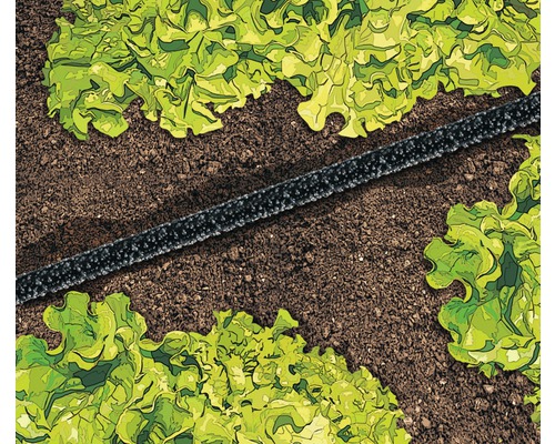 Tropfschlauch im Garten zur Bewässerung von Salatpflanzen