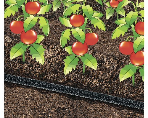 Illustration eines Gartens mit Tomatenpflanzen und Bewässerungsschlauch