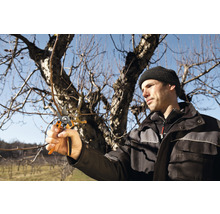 Homme coupant des branches d''arbre avec un sécateur