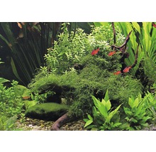 Bogor Moos - Taxiphyllum barbieri