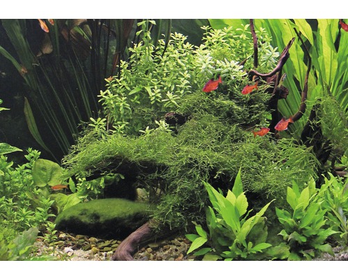 Aquarium mit Wasserpflanzen und Fischen