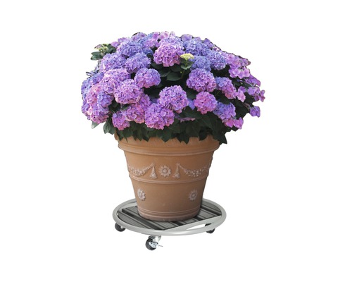 Pot de fleurs avec hortensias sur roulettes pour plantes
