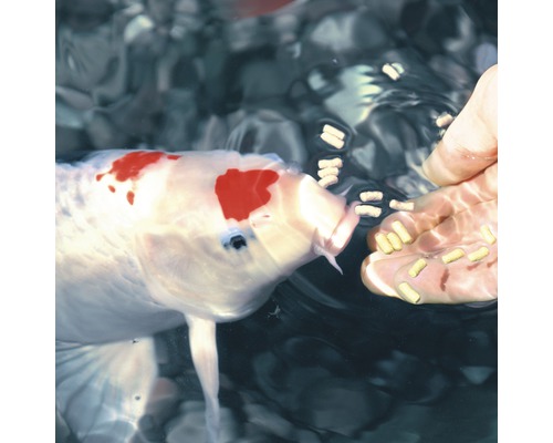 Koi wird mit Fischfutter gefüttert