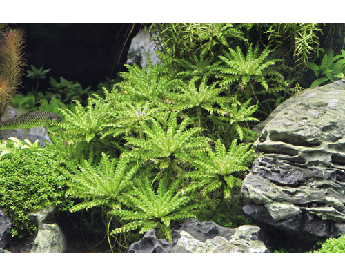 Aquarium avec plantes aquatiques et rochers