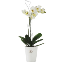 Orchidée blanche en pot avec support d''escalade