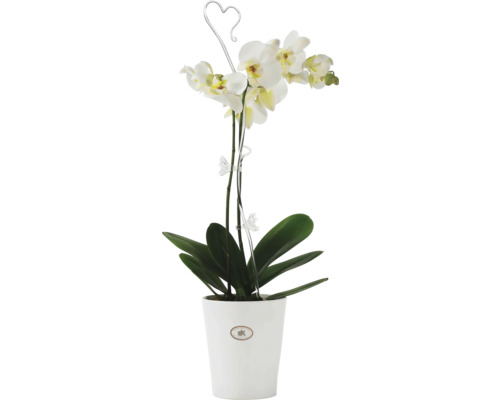 Orchidée blanche en pot avec support d''escalade