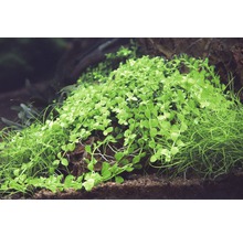 Plantes d''aquarium poussant sur la pierre