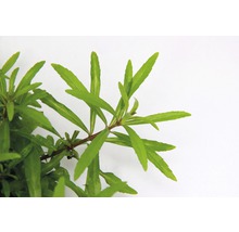 Stängelpflanze - Pogostemon quadrifolius T