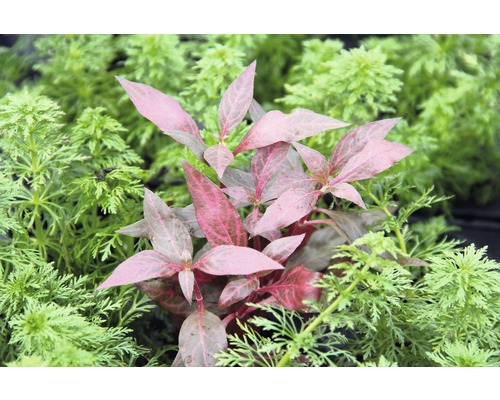 Plante aquatique avec des feuilles rouges parmi des plantes vertes