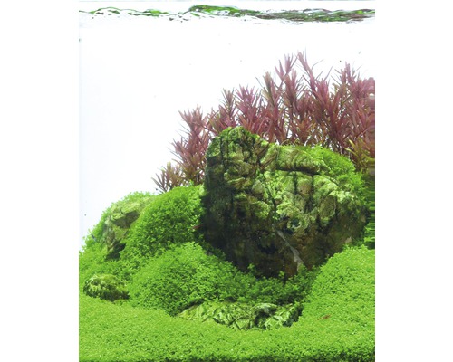 Aquarium avec pierres, mousse et plantes aquatiques