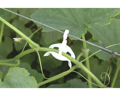 Pflanzenklammer zur Befestigung an Rankhilfen