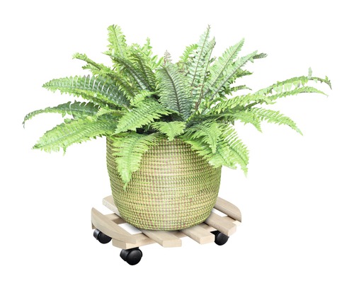 Topfpflanze in Korb auf Pflanzenroller