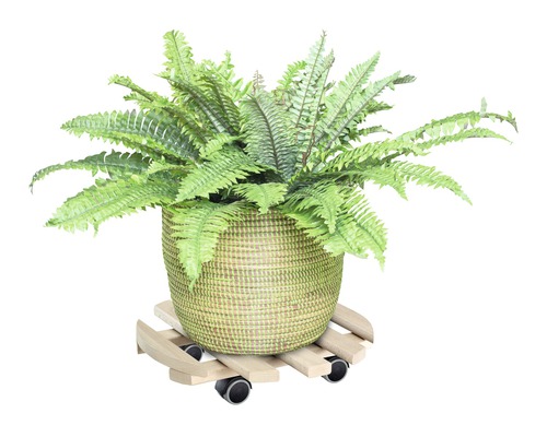 Grüner Farn in geflochtenem Topf auf Pflanzenroller aus Holz