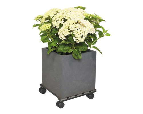 Vierkant Pflanzgefäß mit blühender Pflanze auf Pflanzenroller