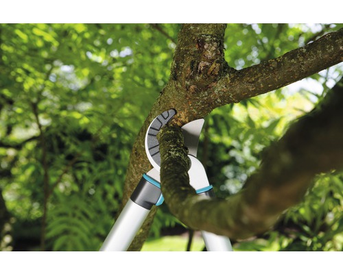 Sécateur coupant une branche