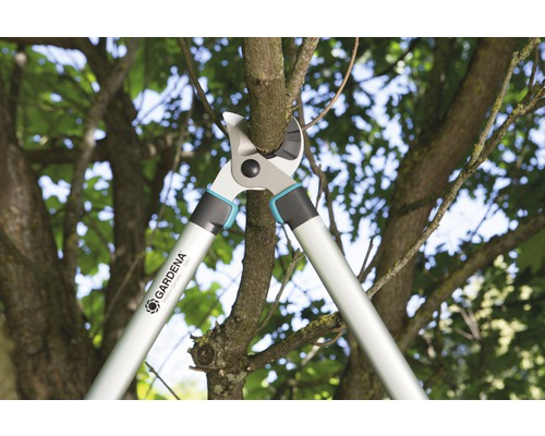 Sécateur coupant une branche sur un arbre