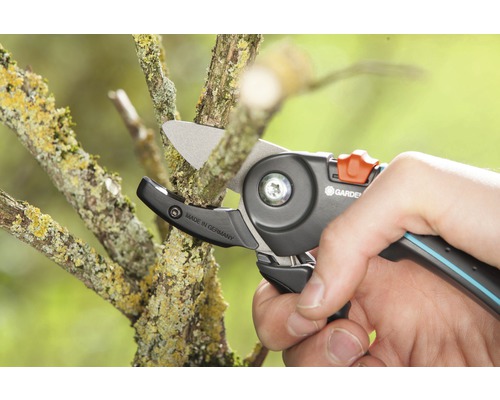 Eine Person schneidet mit einer Gartenschere einen Ast ab.