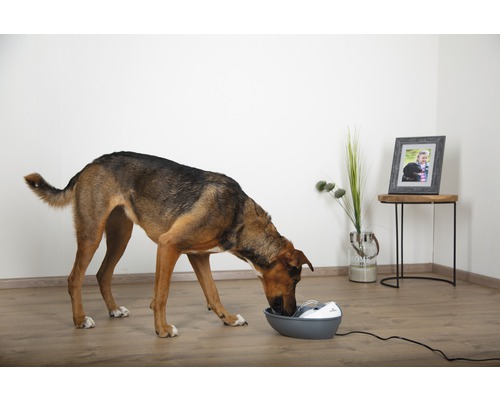 Un chien boit dans une fontaine à eau pour animaux de compagnie dans une pièce lumineuse.