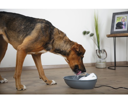 Un chien boit dans une fontaine à eau grise et blanche pour animaux de compagnie