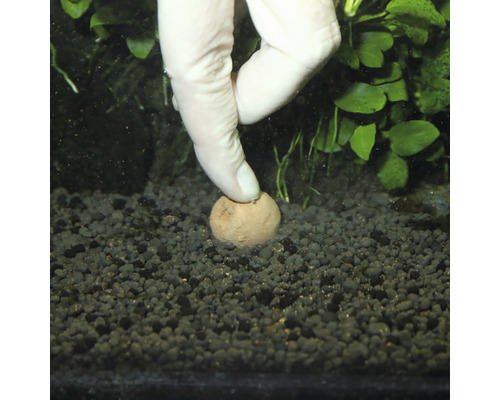 Boule d''engrais enfoncée dans le substrat d''aquarium