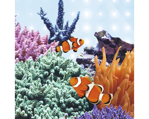 Aquarium avec poissons-clowns et coraux