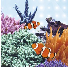 Deux poissons-clowns nagent dans un aquarium au milieu de coraux.