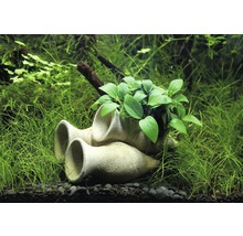 Amphore pour crevettes avec Anubias Bonsai env. 10 x 6 x 9 cm
