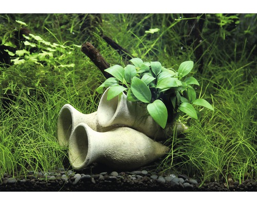 Aquariendekoration mit Amphoren und grünen Wasserpflanzen