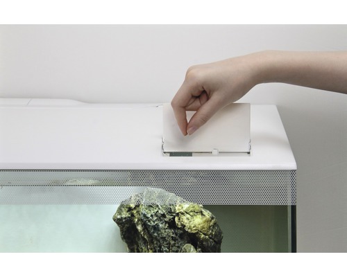 Une main donne de la nourriture dans un aquarium