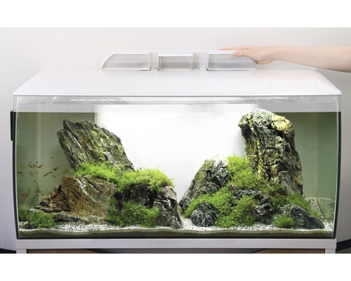 Aquarium décoré de pierres et de plantes