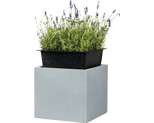 Lavande dans un pot de fleurs noir sur un socle cubique gris.