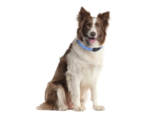 Ein Border Collie Hund mit einem Hundehalsband