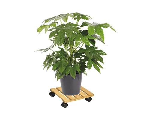 Plante d''intérieur en pot sur un support à roulettes pour plantes.
