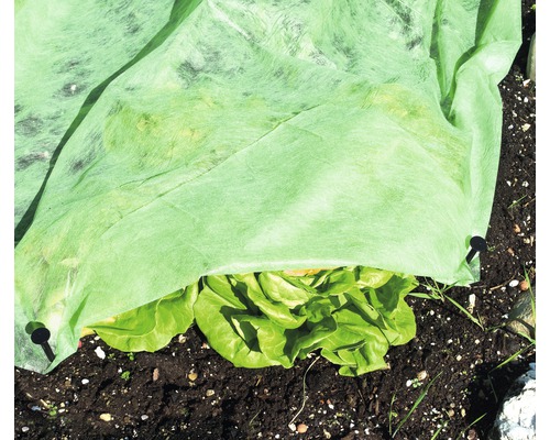 Potager avec voile de croissance et plants de salade